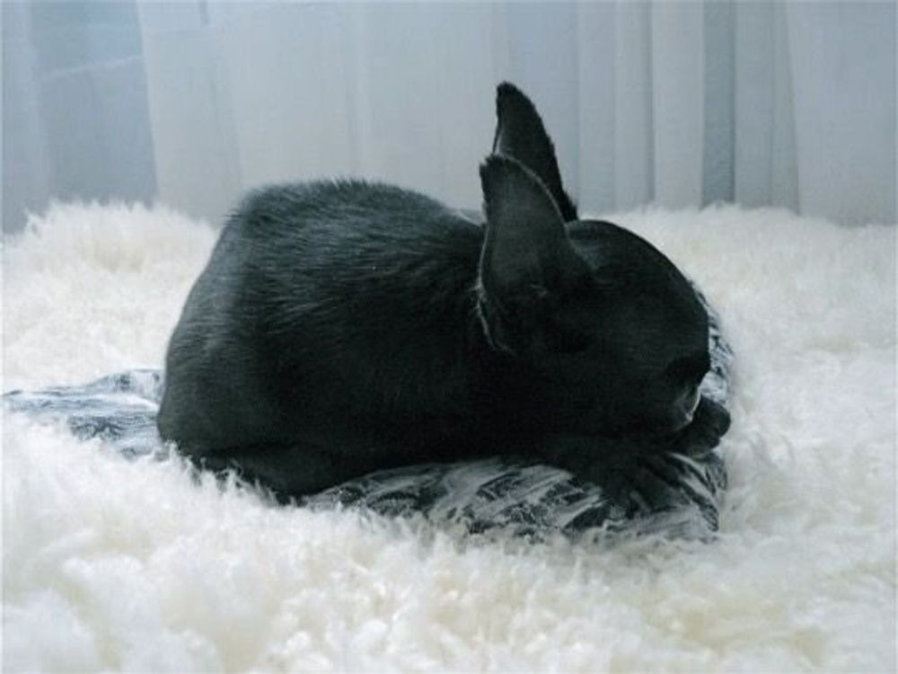 Beds - Natural Sheepskin Rug for Pet - MELLOW CONCEPT STORE