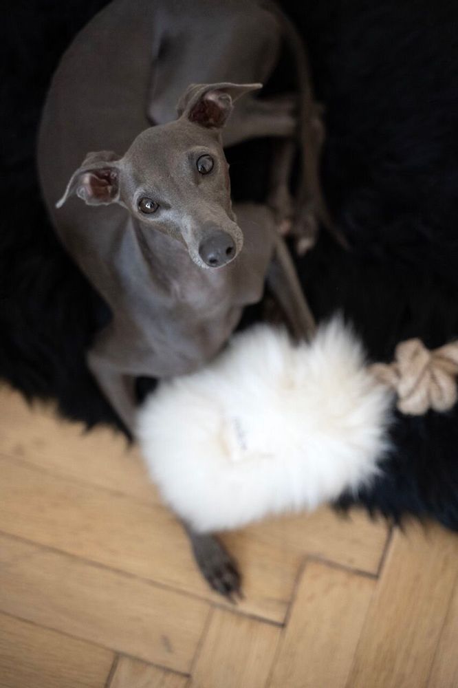 Decorative objects - Natural Sheepskin Dog Tug Toy - White - MELLOW CONCEPT STORE