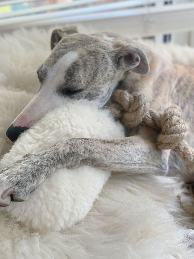 Decorative objects - Natural Sheepskin Dog Tug Toy - White - MELLOW CONCEPT STORE