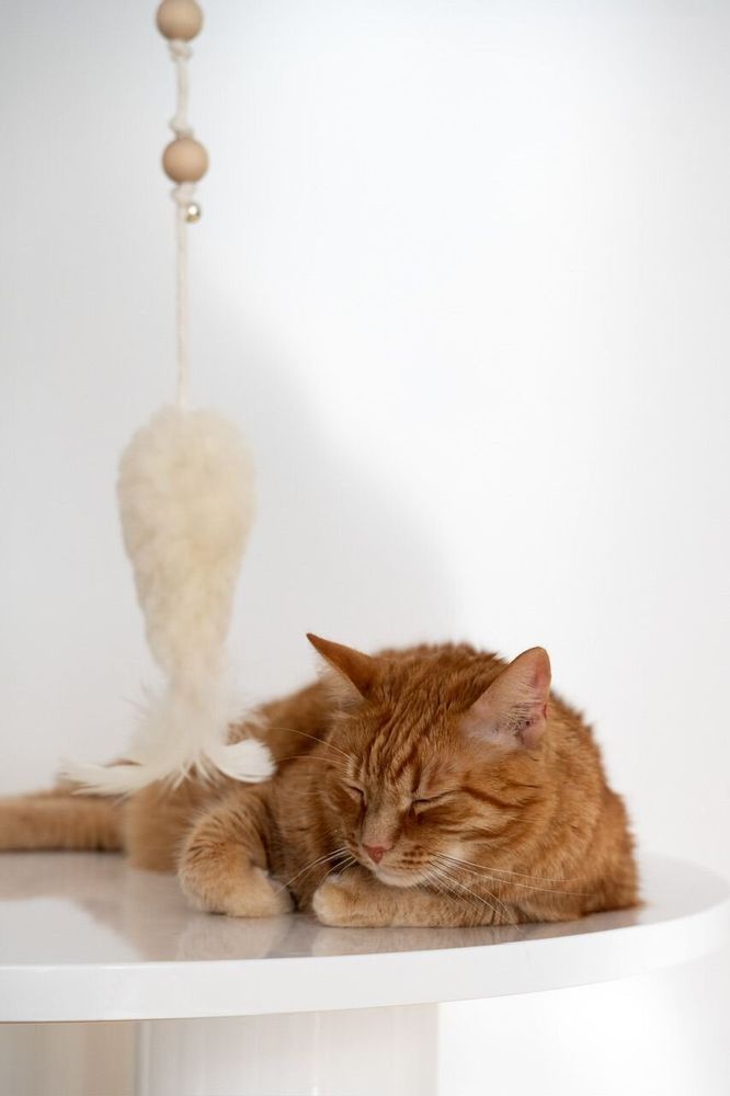 Objets de décoration - Jouet pour Chat en Laine Naturelle : Poisson - MELLOW CONCEPT STORE