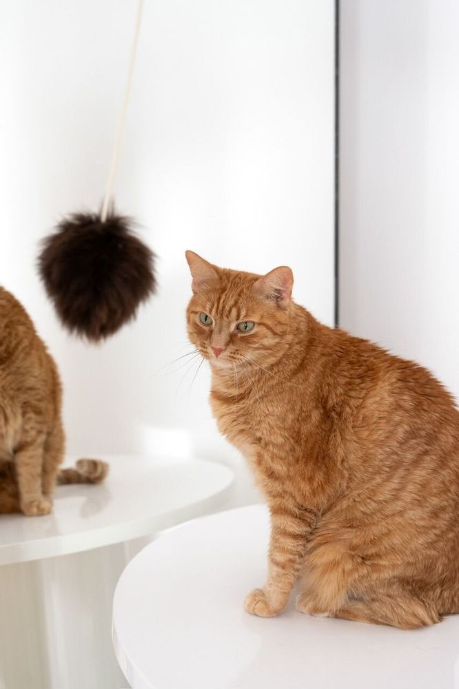 Objets de décoration - Jouet pour Chat en Laine Naturelle : Balle - MELLOW CONCEPT STORE