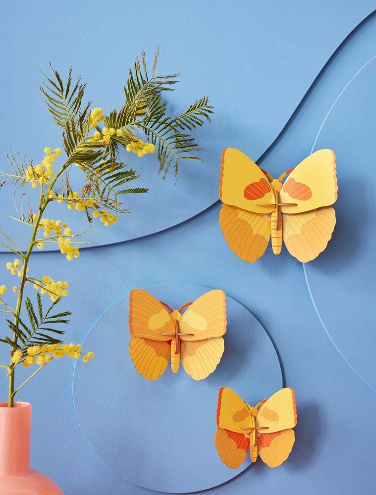 Other wall decoration - Butterflies & Beetles - STUDIO ROOF