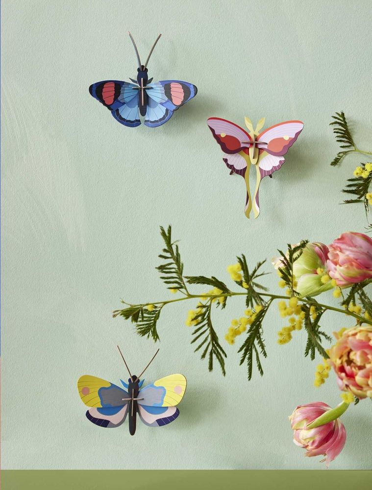 Other wall decoration - Butterflies & Beetles - STUDIO ROOF