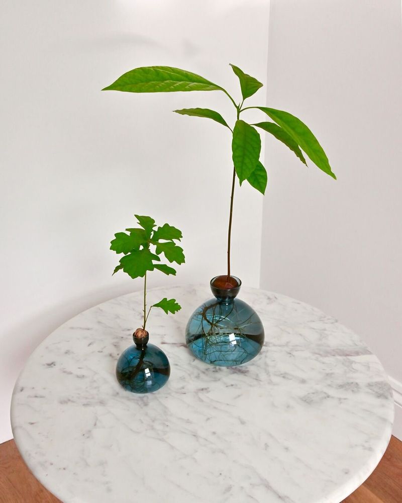 Vases - Avocado Vase and Acorn Vase NEW JAY BLUE color - ILEX STUDIO