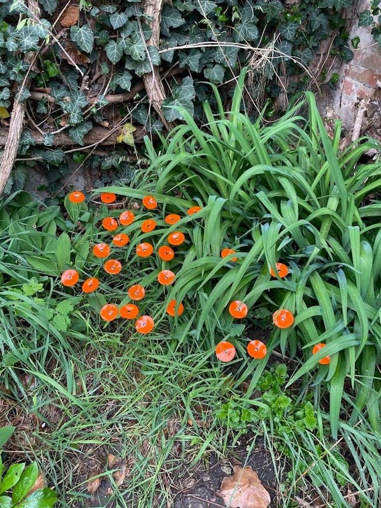 Garden accessories - Round small glass flower for outdoor use in orange colour - CARNEOL GLASS