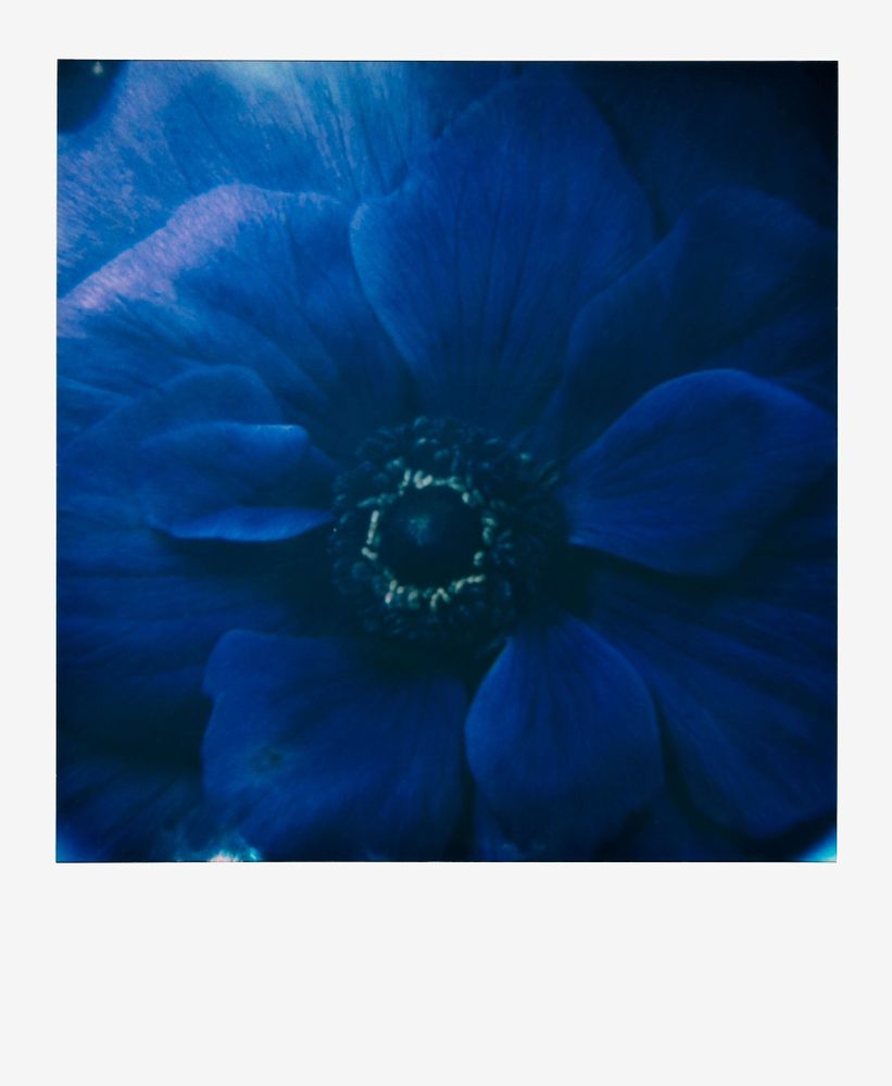 Objets de décoration - François Halard : Art et fleurs - NEW MAGS