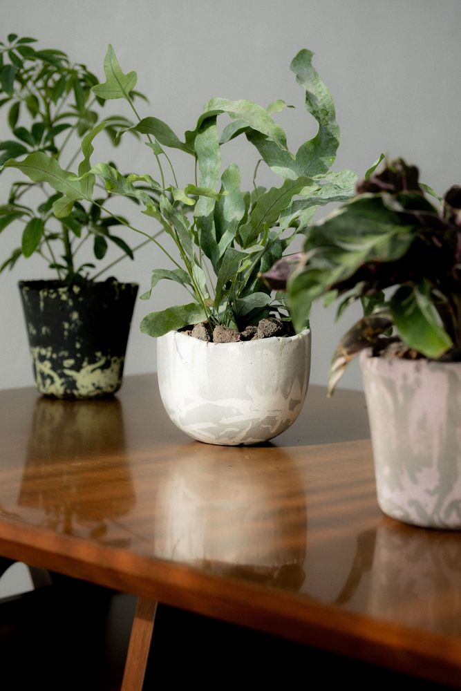 Vases - [ANU] Bol et pot pour plantes - SEOUL DESIGN FOUNDATION