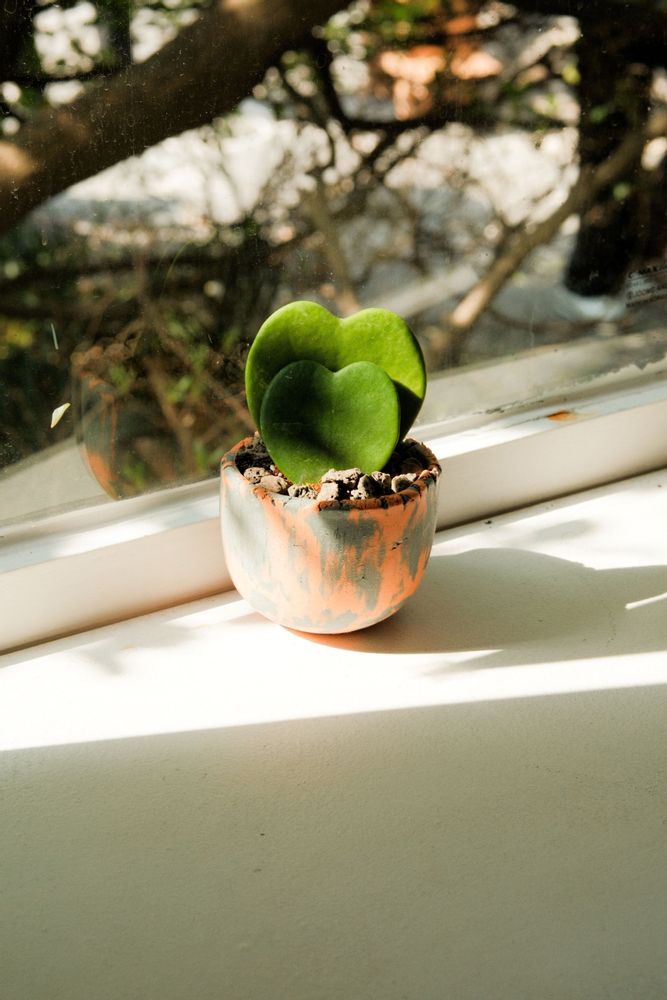Vases - [ANU] Bol et pot pour plantes - SEOUL DESIGN FOUNDATION