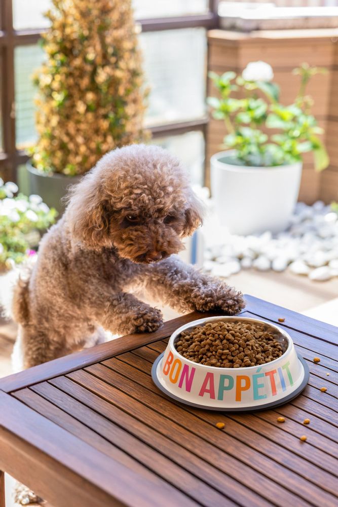 Kitchen utensils - PACK OF 2 PET FOOD / WATER BOWL - FISURA