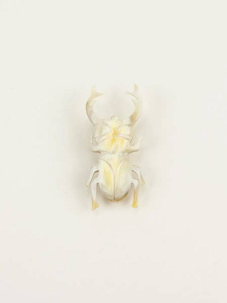 Brooches - Coleoptere brooch in blond horn - L INDOCHINEUR X RIVÊT