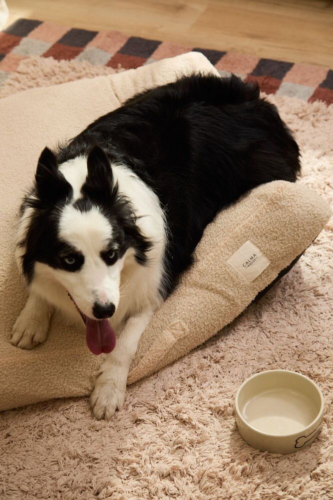 Pet accessories - PET ACCESORIES - CALMA HOUSE