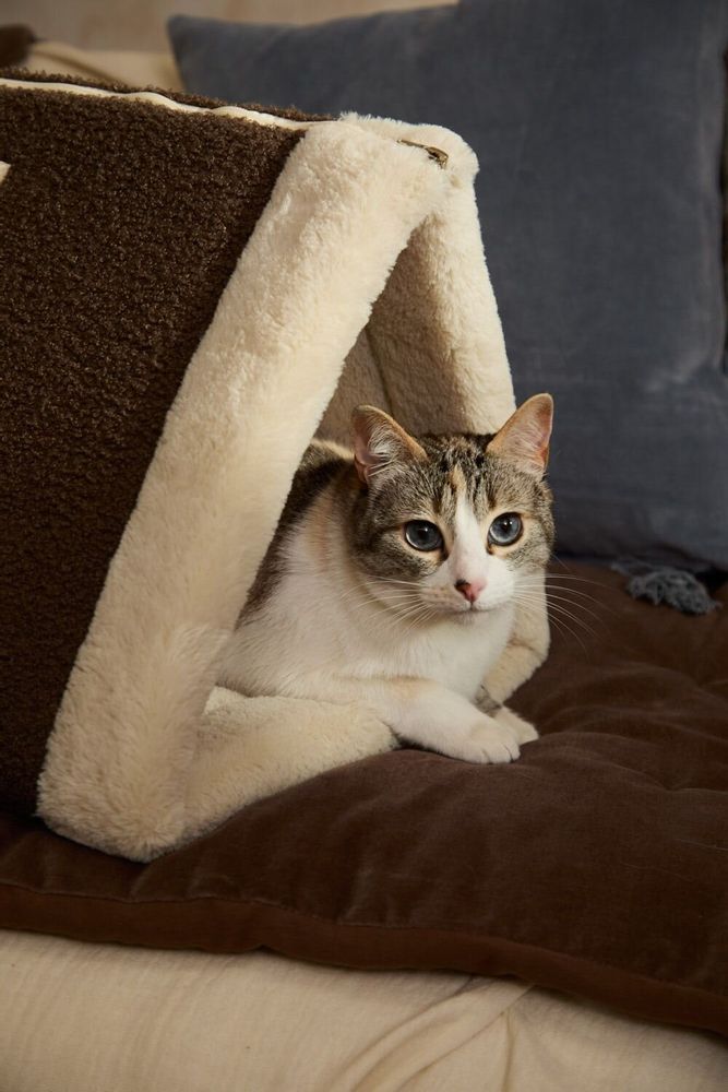 Pet accessories - PET ACCESORIES - CALMA HOUSE