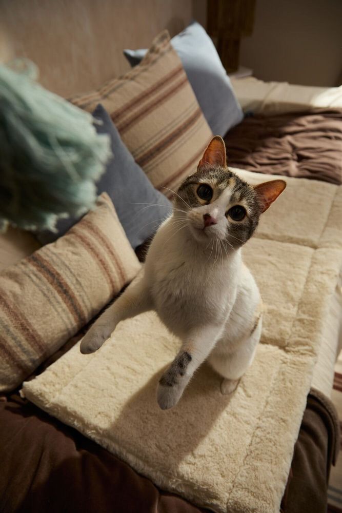 Pet accessories - PET ACCESORIES - CALMA HOUSE
