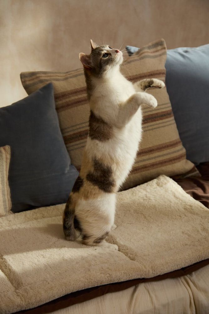 Pet accessories - PET ACCESORIES - CALMA HOUSE