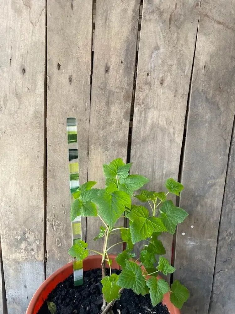 Floral decoration - Green-white glass stake for pots 40 cm - CARNEOL GLASS