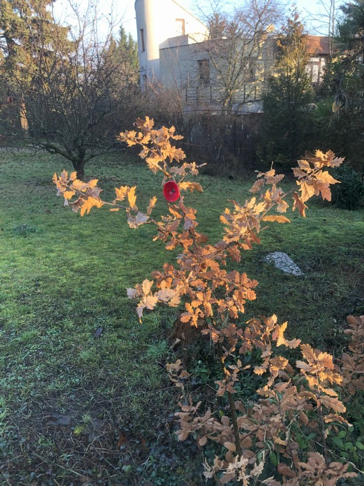 Décorations florales - Fleur de calebasse en verre de taille moyenne pour l'extérieur de couleur rouge-noir avec tige en acier inoxydable de 43 cm. - CARNEOL GLASS