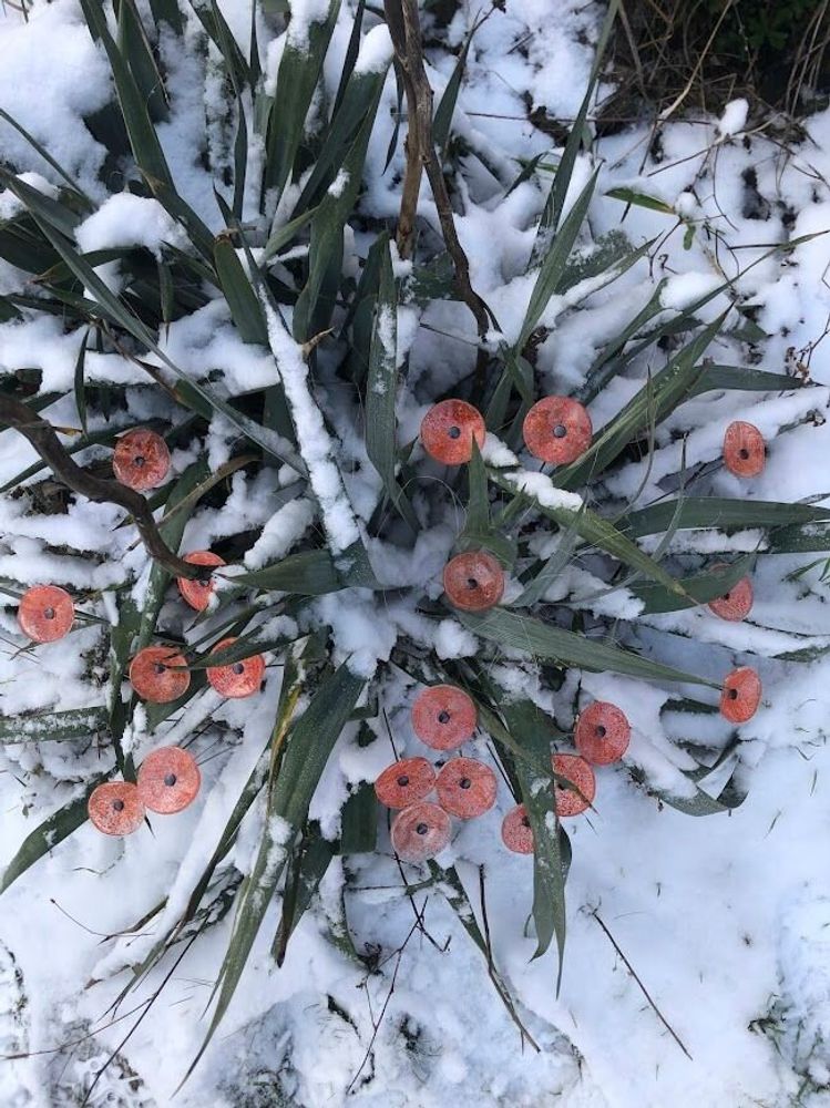 Floral decoration - Round small glass flower for outdoor use in transparent, orange, red colour with 43 cm stainless steel stem - CARNEOL GLASS