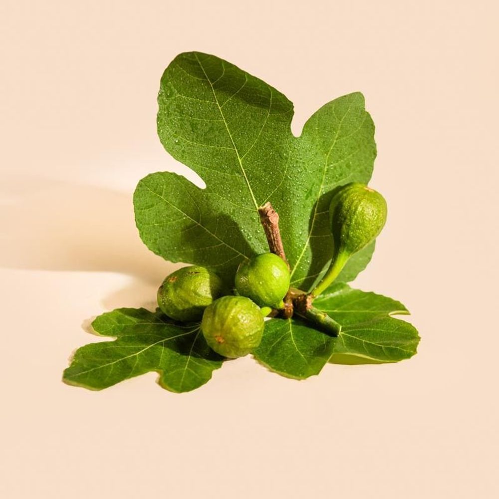 Candles - Fig leaf scented candle white glass - 6,40oz 100% vegetable wax - TANDEM FRAGRANCES