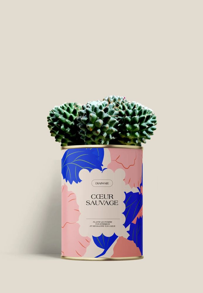 Cadeaux - Coeur sauvage - Mini Cactus - DIAIWAIE
