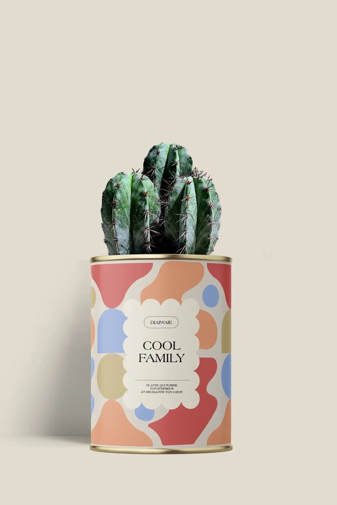 Cadeaux - Cool family - Mini Cactus - DIAIWAIE