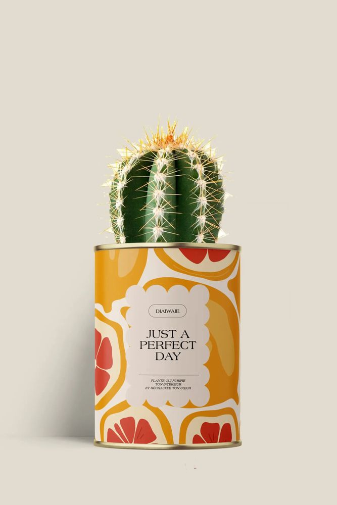 Cadeaux - Juste a perfect day - Mini Cactus - DIAIWAIE