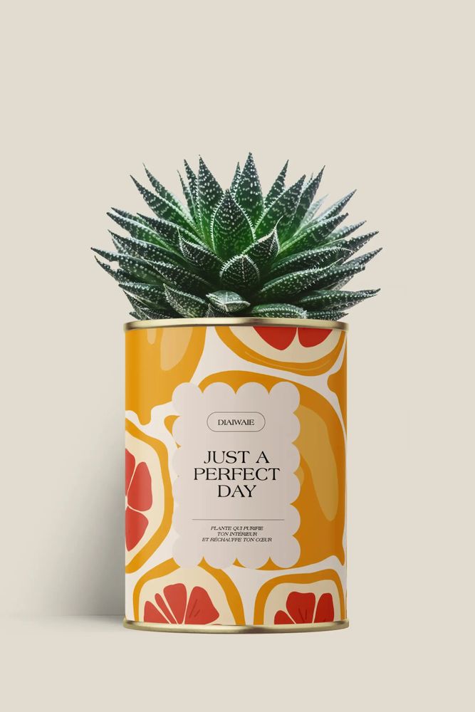 Cadeaux - Juste a perfect day - Maxi aloé - DIAIWAIE