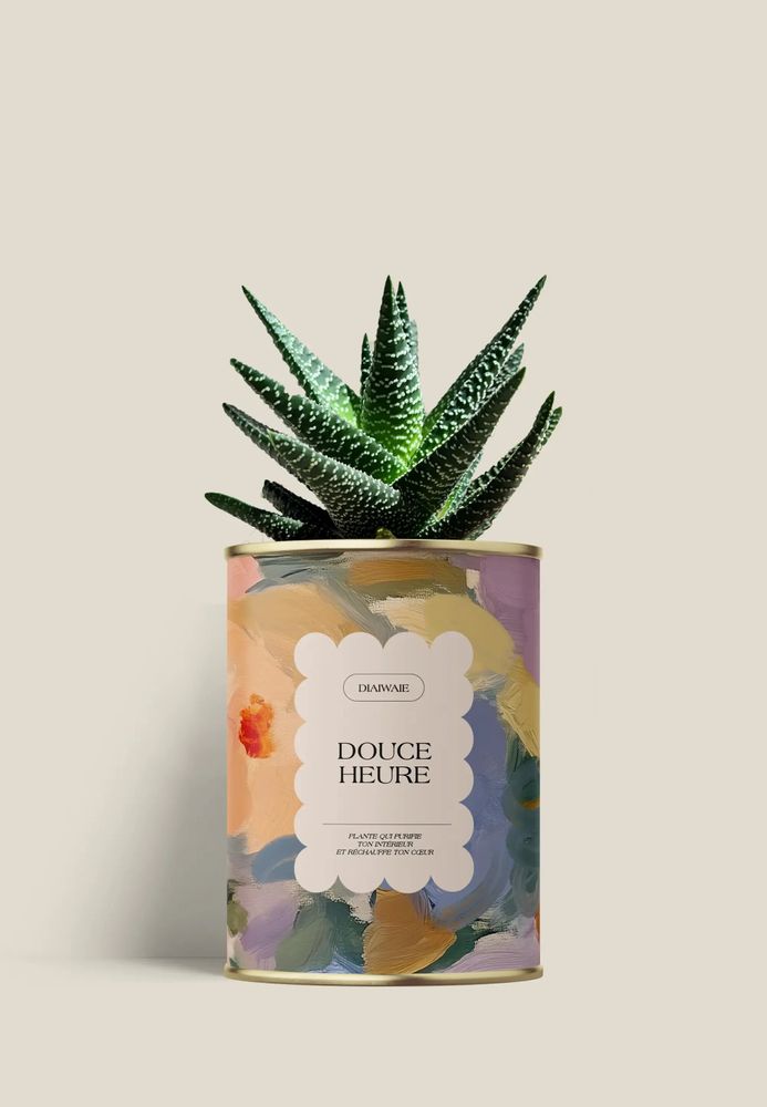 Gifts - Douce Heure - Mini Aloé - DIAIWAIE