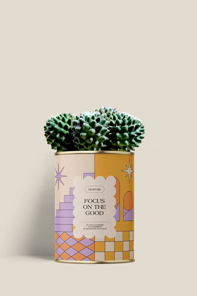 Gifts - Focus on the good - Mini Cactus - DIAIWAIE