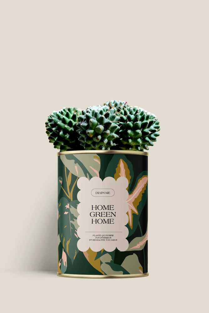 Gifts - Home Green Home - Mini Cactus - DIAIWAIE