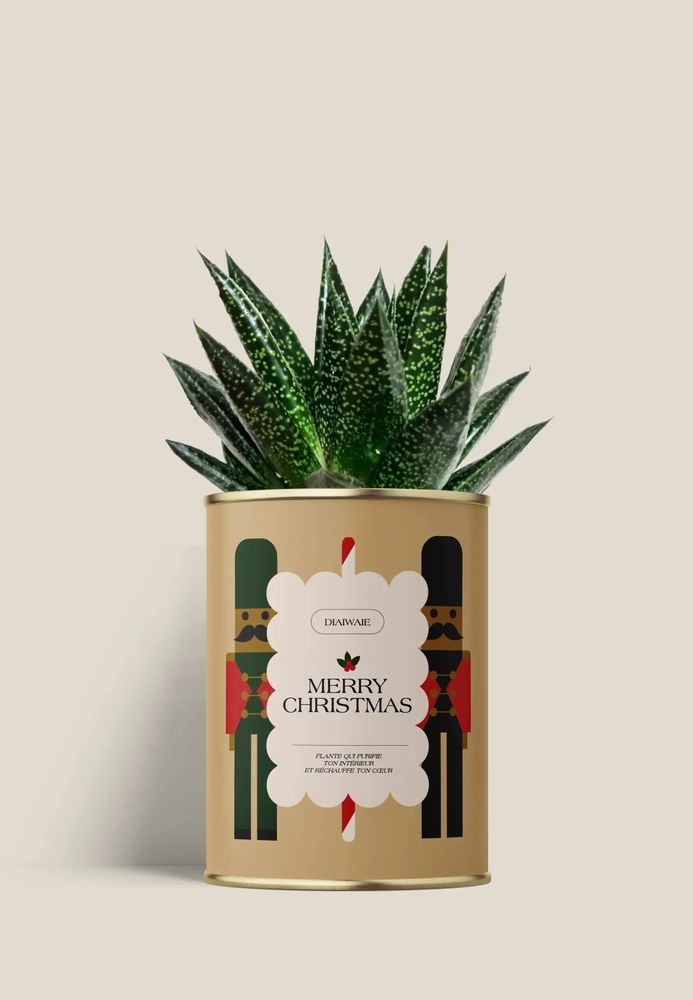 Cadeaux - Merry Chrismas - Mini Aloé - DIAIWAIE