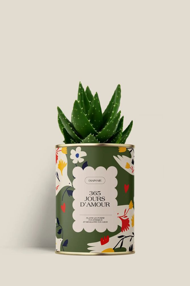 Cadeaux - 365 jours d'amour - Mini Aloé - DIAIWAIE