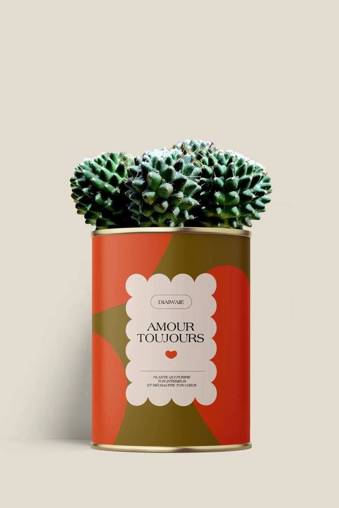 Cadeaux - Amour toujours - Maxi Cactus - DIAIWAIE