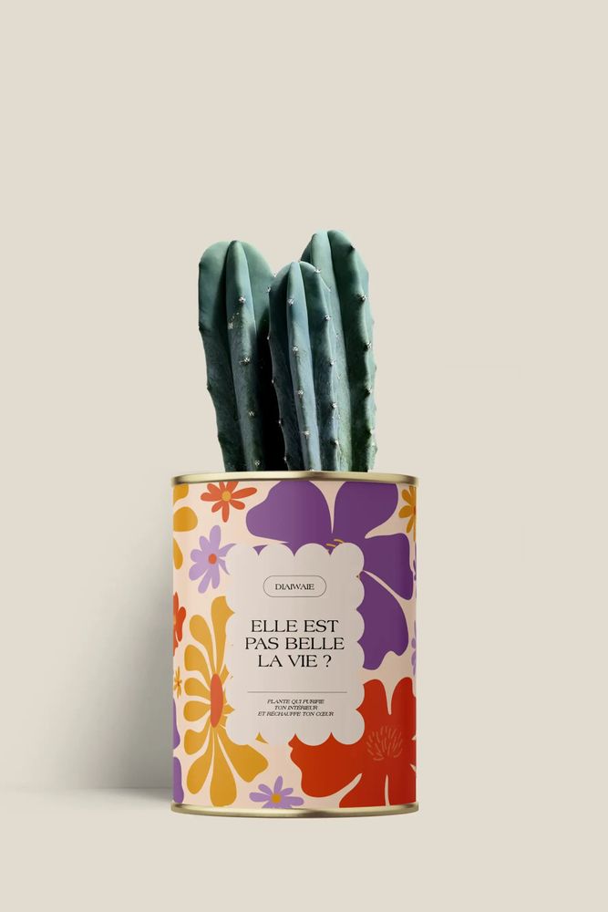 Cadeaux - Elle est pas belle la vie ? - Mini Cactus - DIAIWAIE