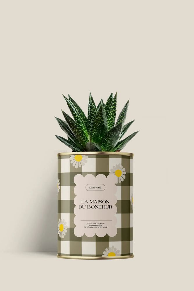 Gifts - La maison du bohneur - Mini Aloé - DIAIWAIE
