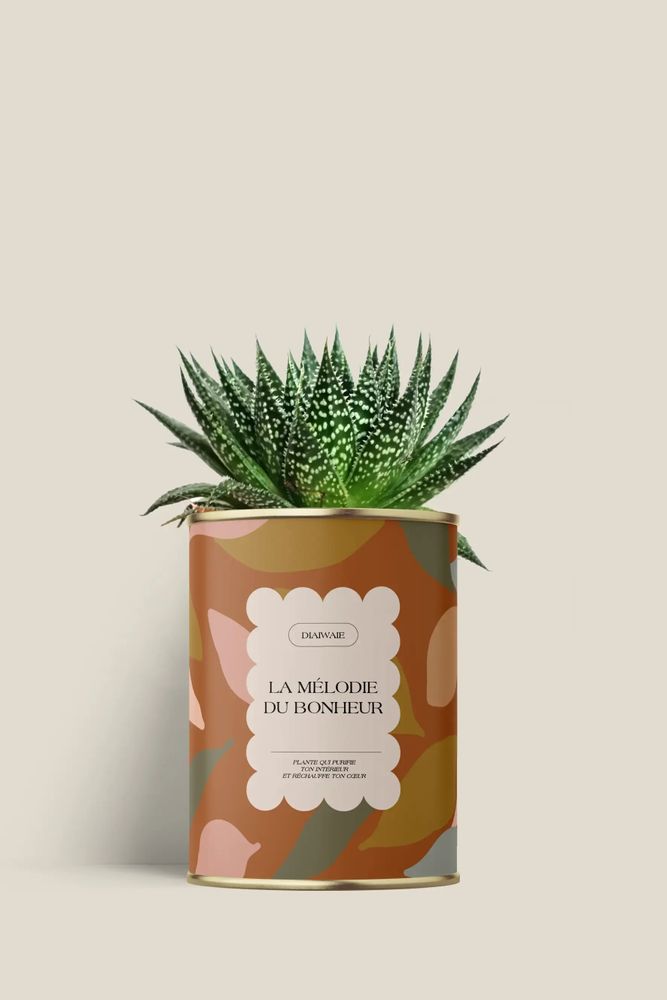 Cadeaux - La mélodie du bohneur - Mini Aloé - DIAIWAIE