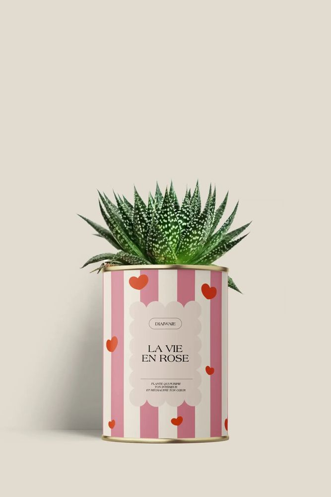 Cadeaux - La vie en rose - Mini aloé - DIAIWAIE