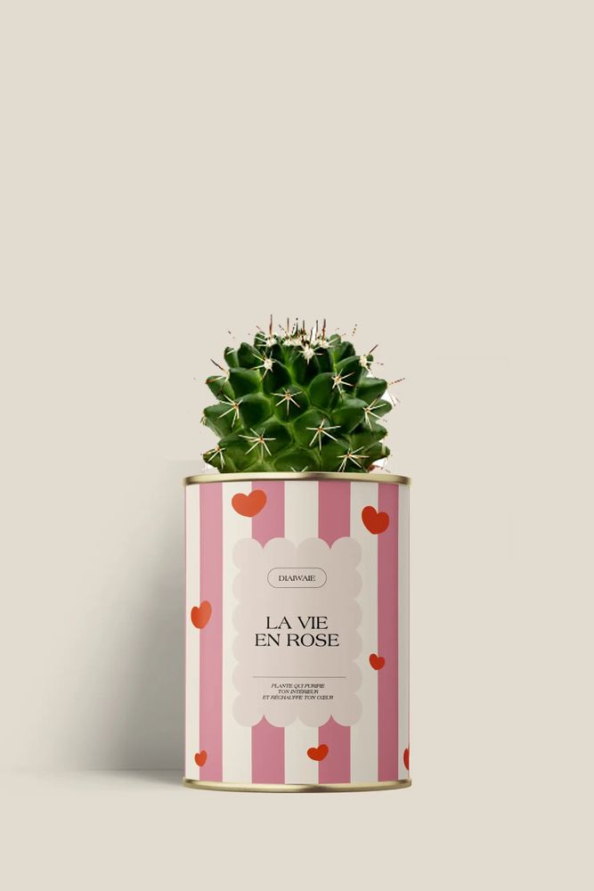 Cadeaux - La vie en rose - Mini Cactus - DIAIWAIE
