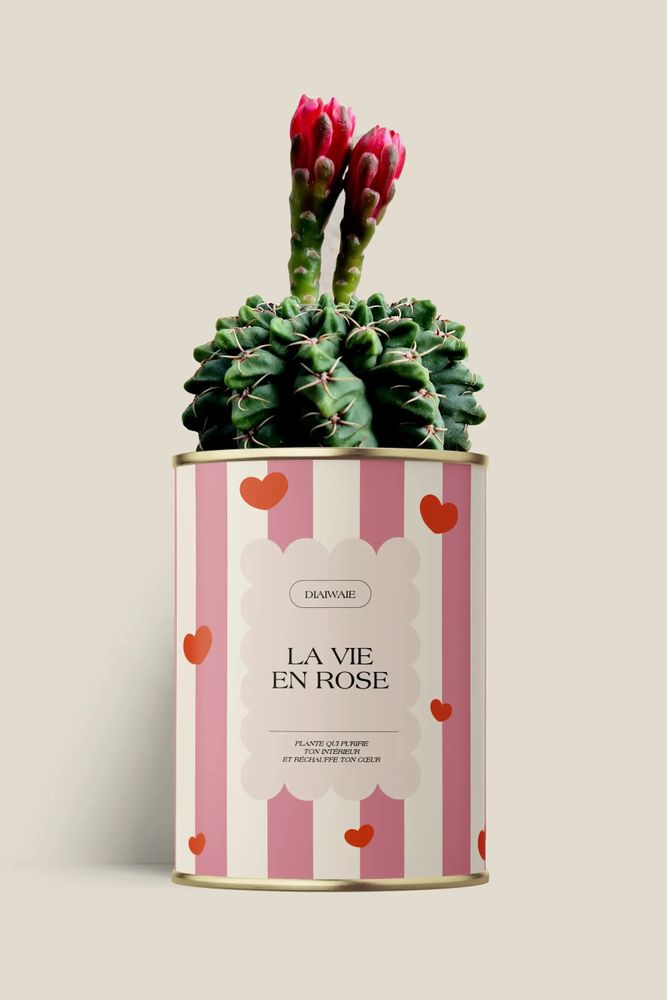 Cadeaux - La vie en rose - Maxi Cactus - DIAIWAIE