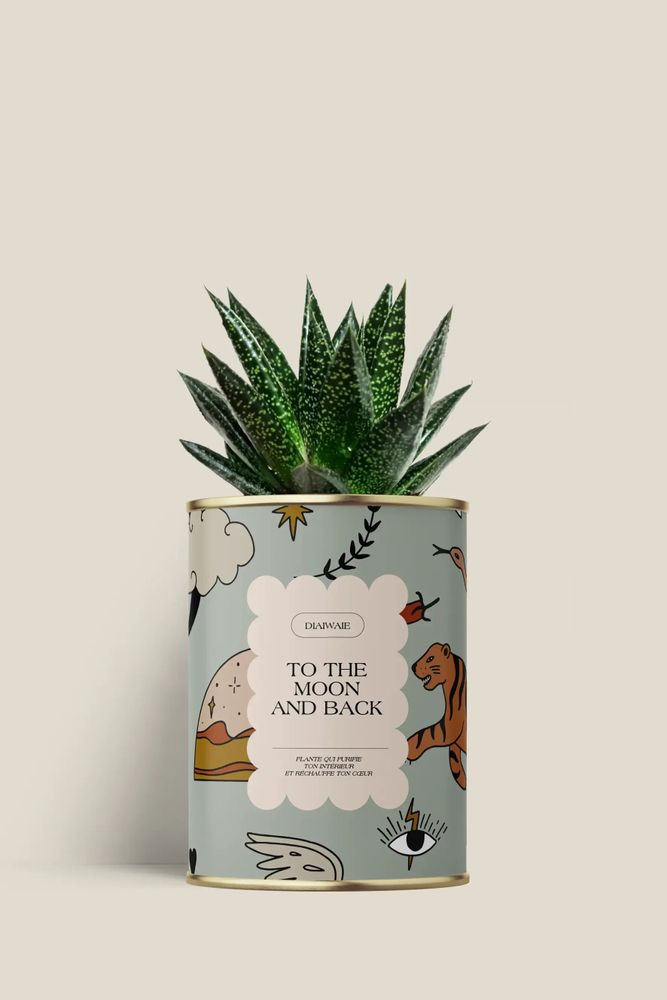 Gifts - To the moon and back - Mini Aloé - DIAIWAIE