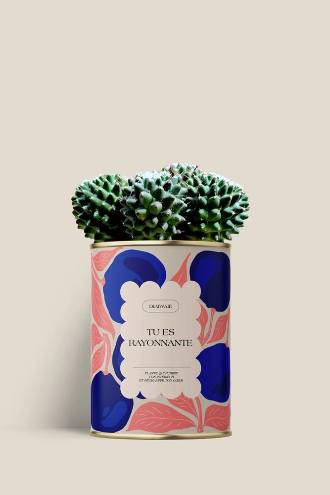 Gifts - Tu es rayonnante - Mini Cactus - DIAIWAIE