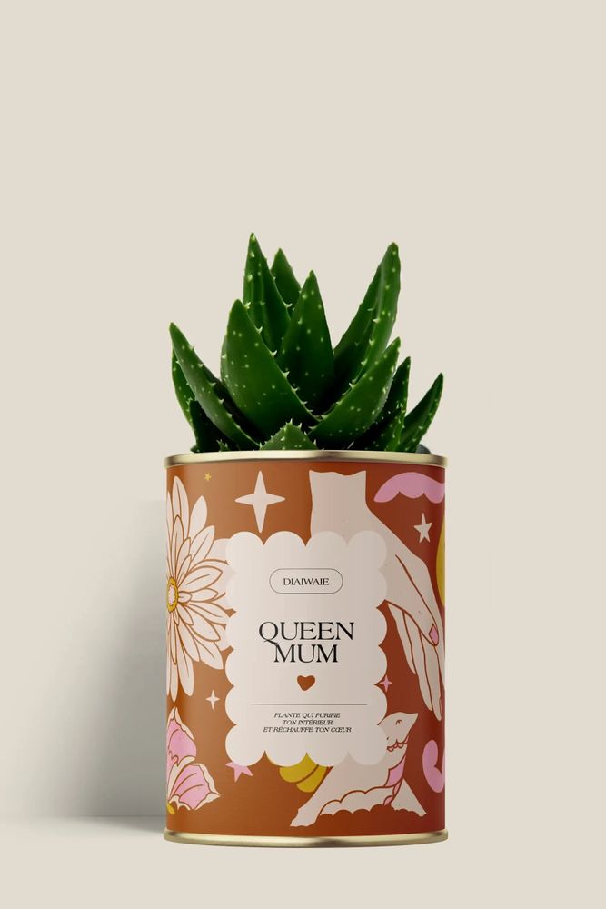 Gifts - Queen Mum - Mini Aloé - DIAIWAIE