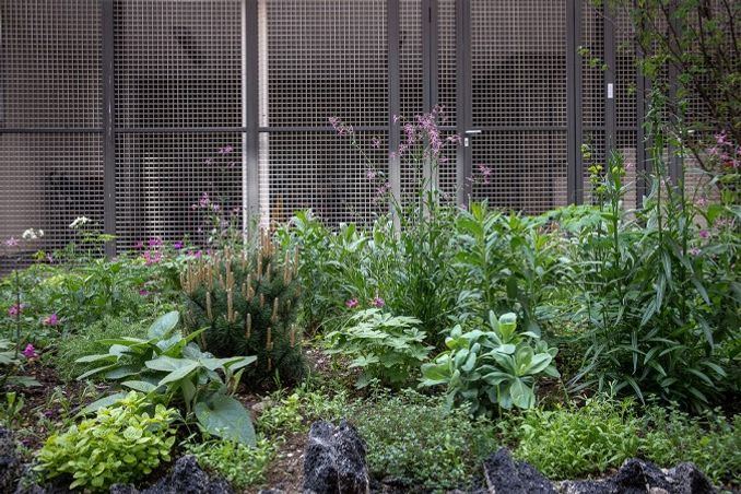 ASPHALTE JUNGLE - Greening and recycling asphalt, Paris 11