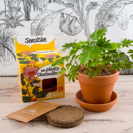 https://mom.maison-objet.com/fr/produit/8290/plantes-extraordinaires