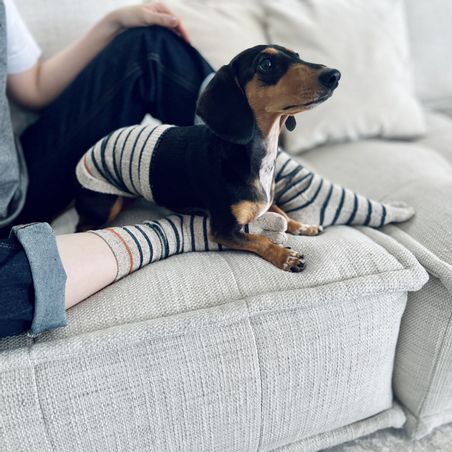 https://mom.maison-objet.com/fr/produit/134061/chaussettes-a-5-orteils-et-vetement-pour-chien-en-soie