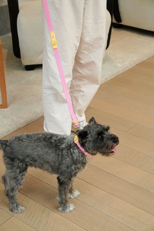 https://mom.maison-objet.com/en/product/1681096/the-fritz-dog-collar